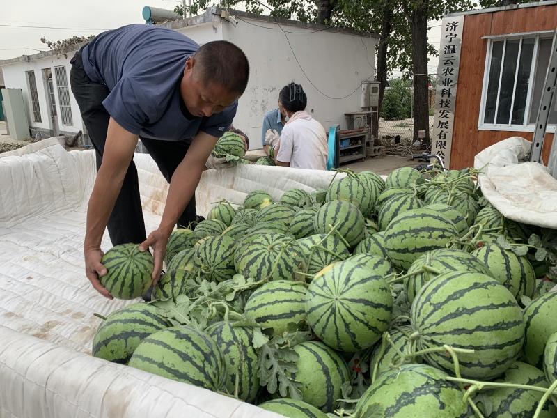 精品美都西瓜货源充足量大从优质量保证对接全国市场