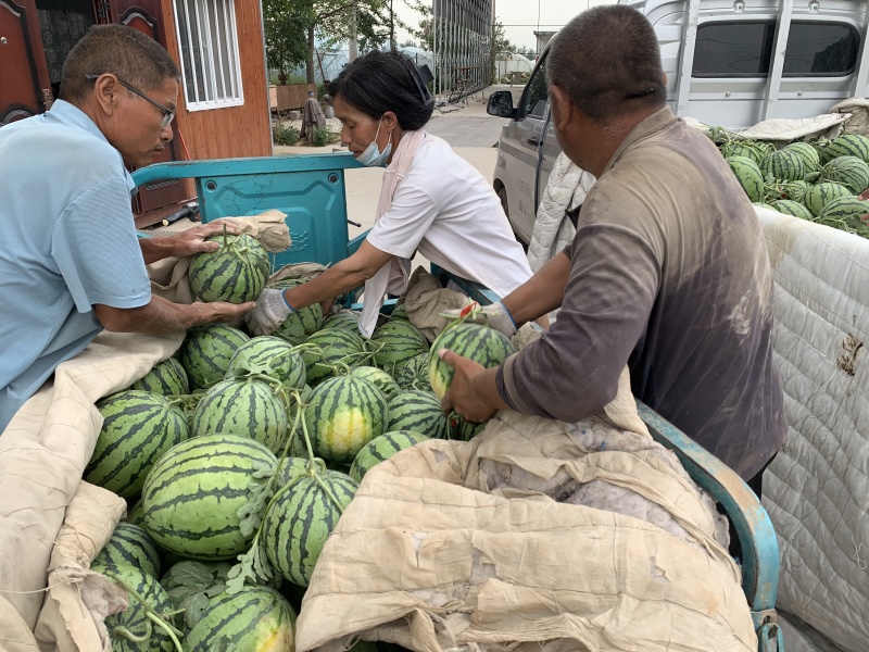 精品美都西瓜货源充足量大从优质量保证对接全国市场