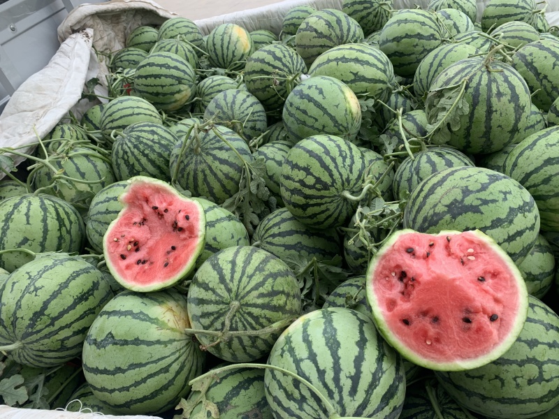 精品美都西瓜货源充足量大从优质量保证对接全国市场