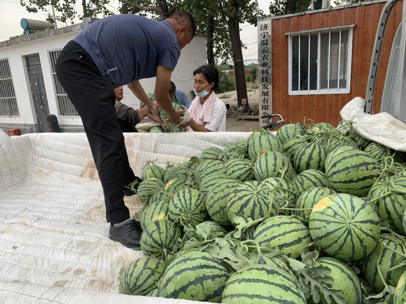 精品美都西瓜货源充足量大从优质量保证对接全国市场