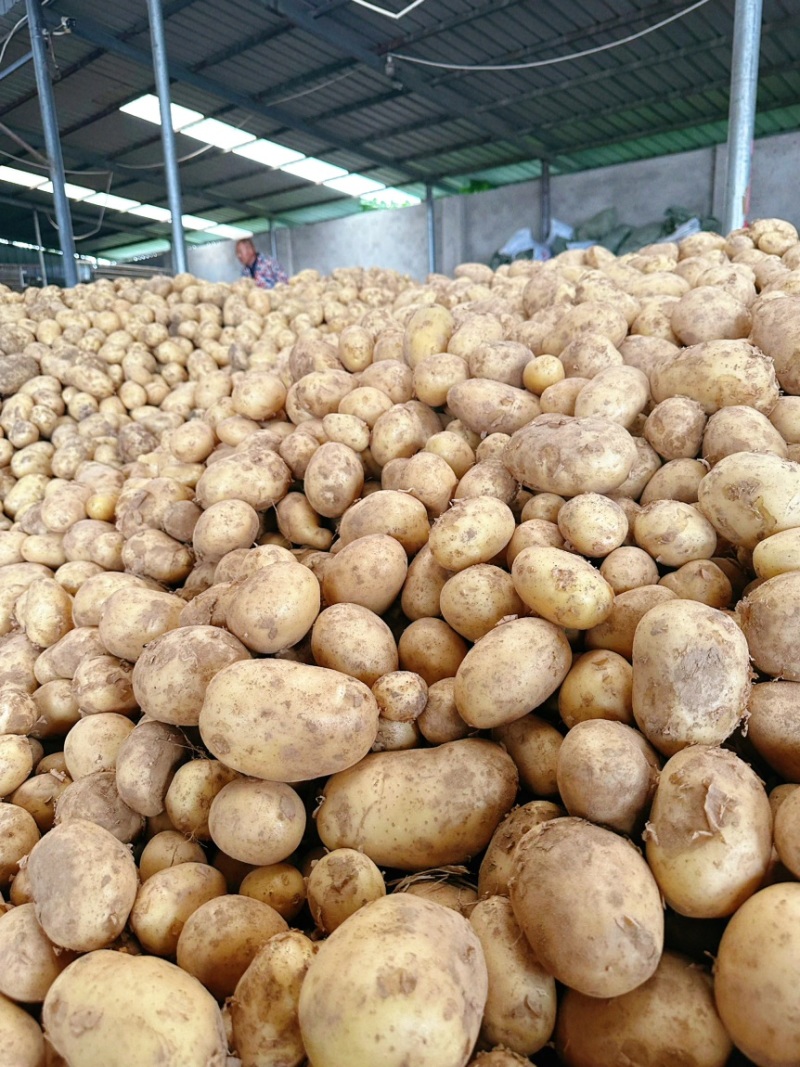 云梦县马铃薯种植基地大面积沃土+实验一号上市！