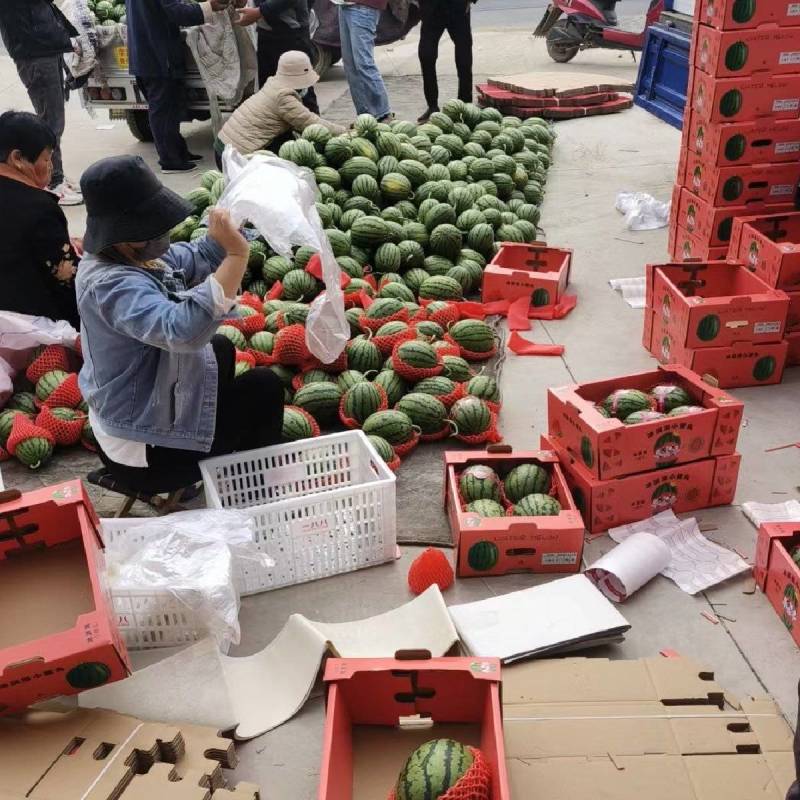 【人气商家】保定全美2k西瓜小糖丸西瓜现摘现发