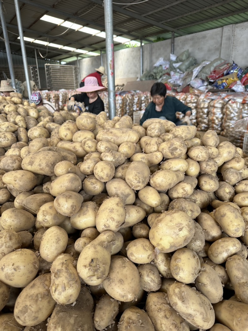 云梦县马铃薯种植基地大面积沃土+实验一号上市！