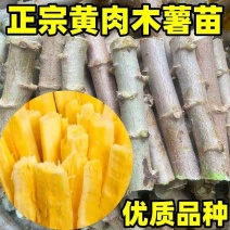 黄肉木薯种苗，华南9号黄肉木薯种苗
