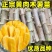 黄肉木薯种苗，华南9号黄肉木薯种苗