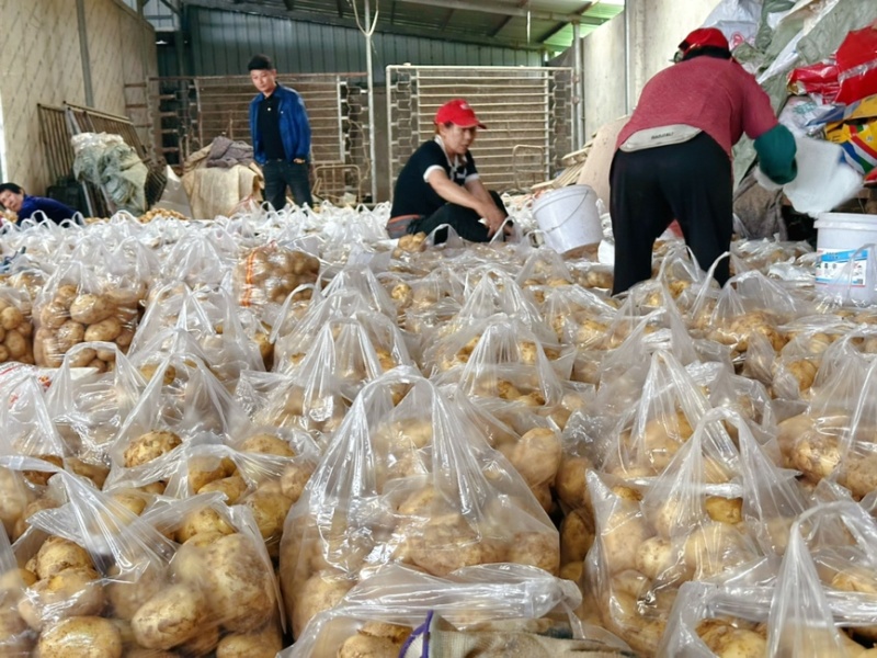 云梦县马铃薯种植基地大面积沃土+实验一号上市！