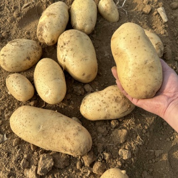云梦县马铃薯种植基地大面积沃土+实验一号上市！