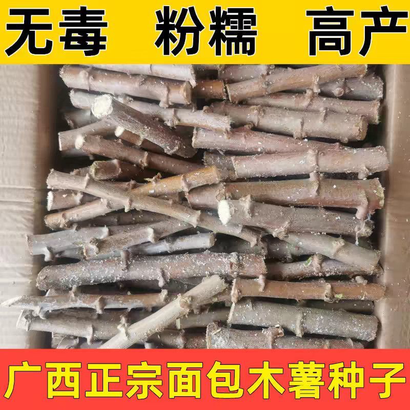 黄肉木薯种苗，华南9号黄肉木薯种苗