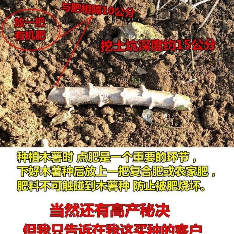 黄肉木薯种苗，华南9号黄肉木薯种苗