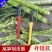 新品莴笋专用削皮刀莴苣削贡菜苔干刨莴笋去皮刀家用