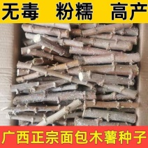 广西面包木薯种苗高产易种活