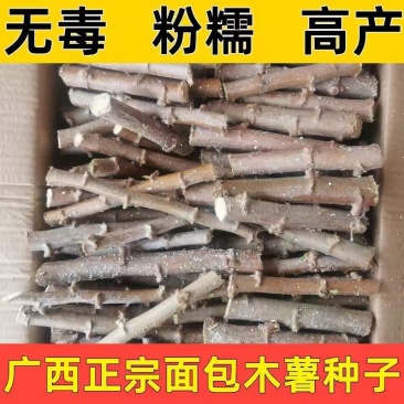 广西面包木薯种苗高产易种活