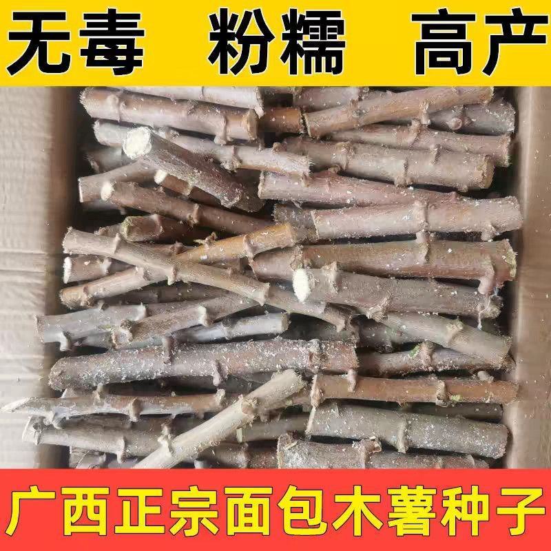 广西面包木薯种苗高产易种活