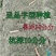 广西面包木薯种苗高产易种活