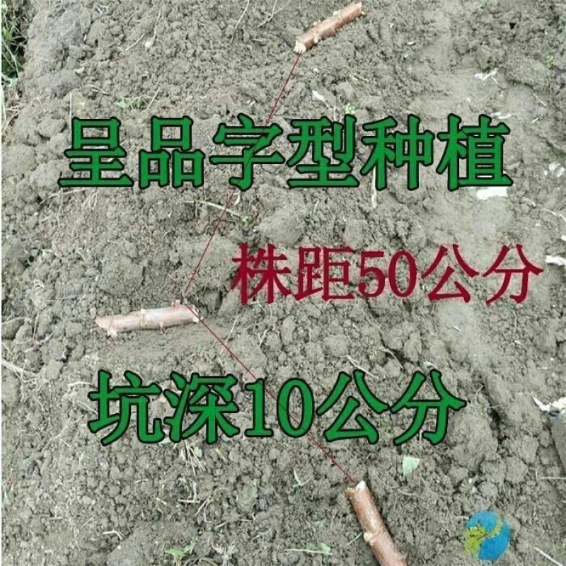 广西面包木薯种苗高产易种活