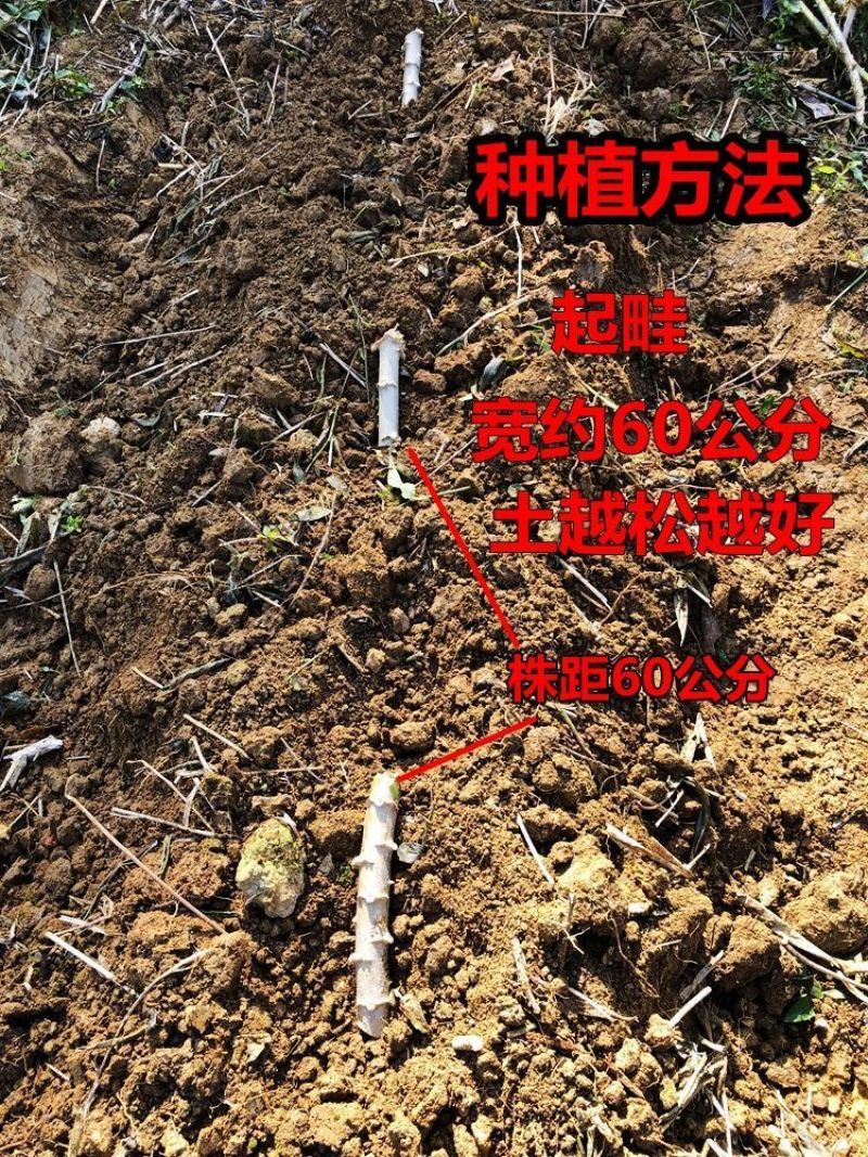 广西面包木薯种苗高产易种活