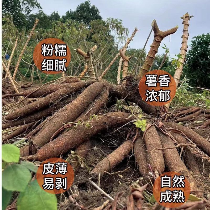 广西面包木薯种苗高产易种活