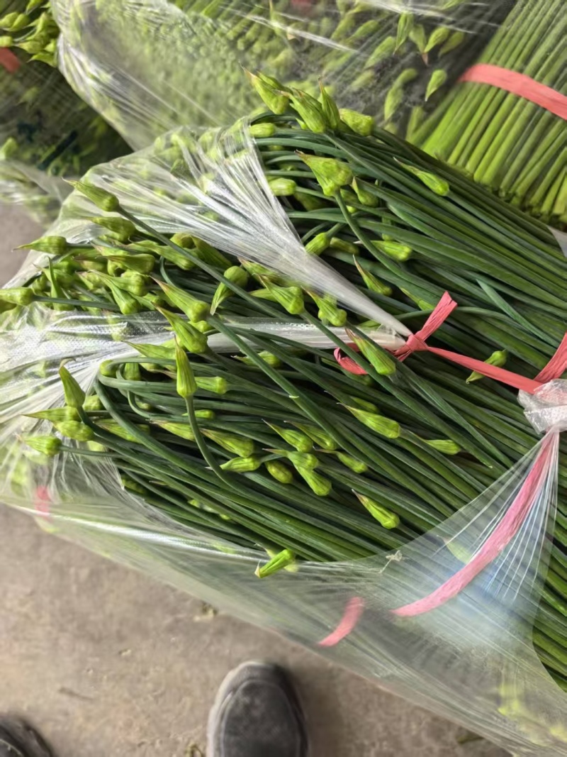 精品韭苔，现摘现发，一手货源，产区直供，量大从优