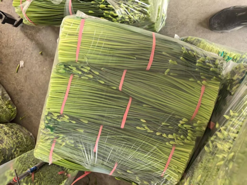 精品韭苔，现摘现发，一手货源，产区直供，量大从优