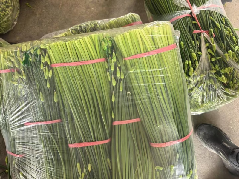 精品韭苔，现摘现发，一手货源，产区直供，量大从优