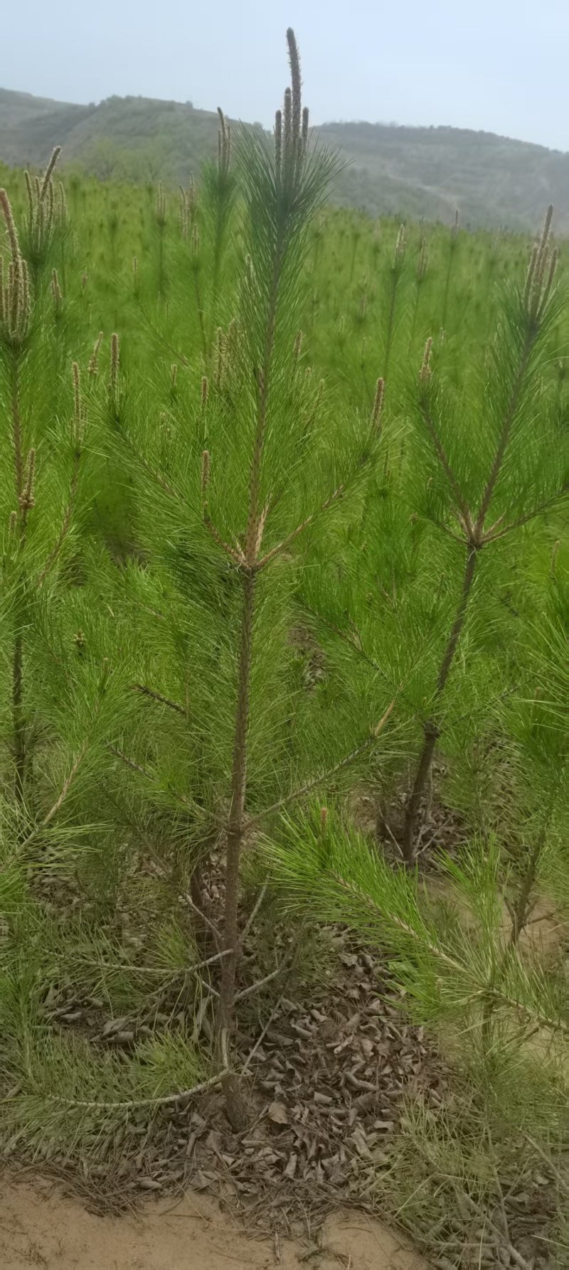 1米4到1米5油松，2121杯