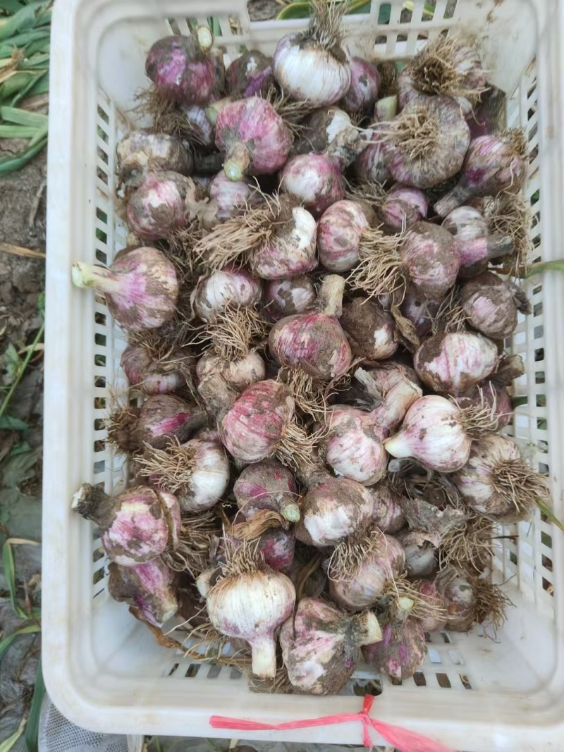 本地新鲜大蒜大量上市产地一手货源大量现货供应支持全国发货