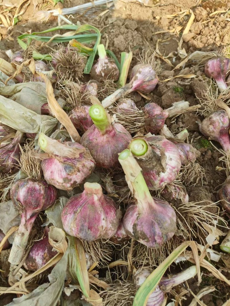 本地新鲜大蒜大量上市产地一手货源大量现货供应支持全国发货