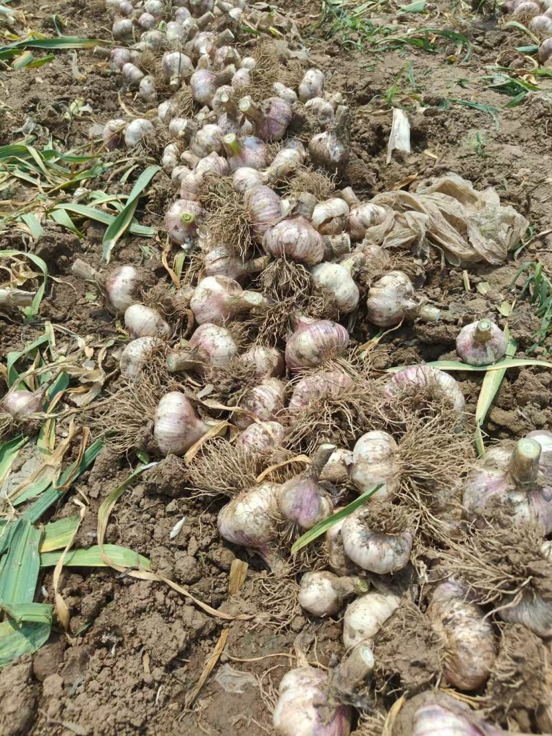 本地新鲜大蒜大量上市产地一手货源大量现货供应支持全国发货
