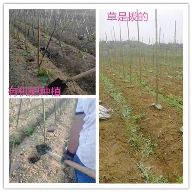 刀豆新鲜刀豆