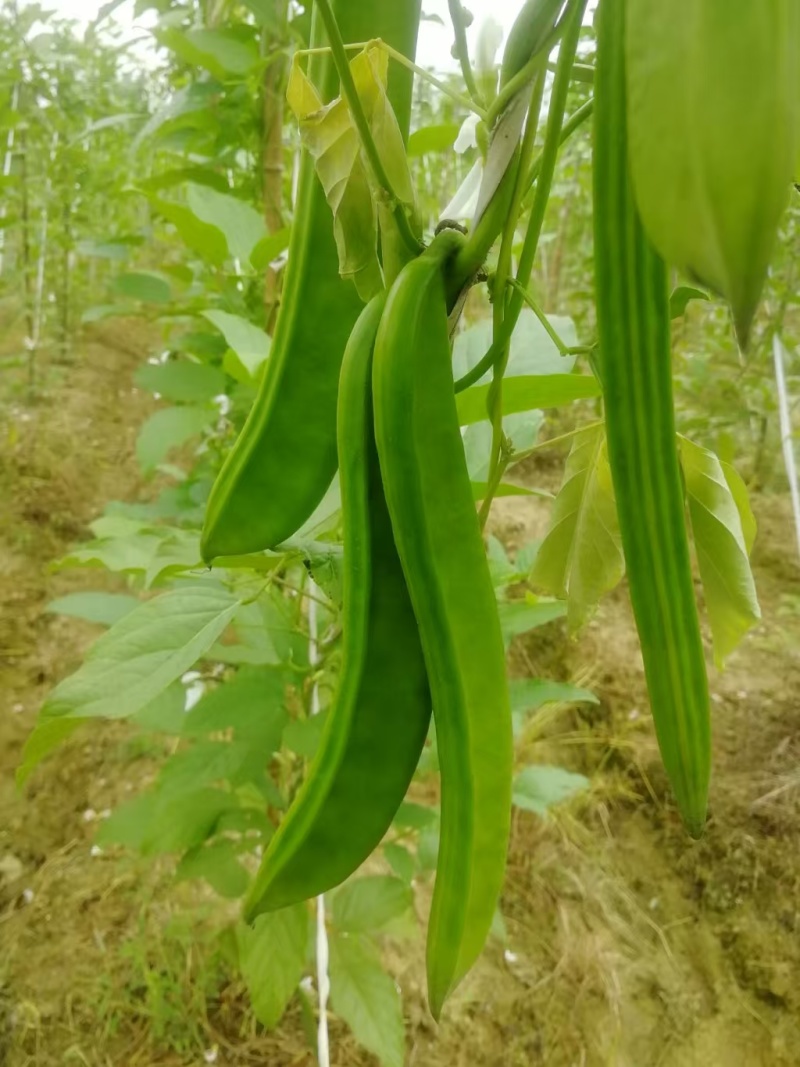 刀豆新鲜刀豆