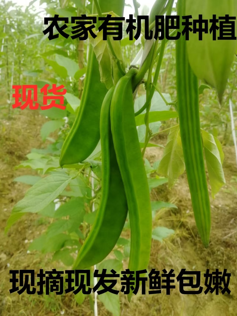 刀豆新鲜刀豆