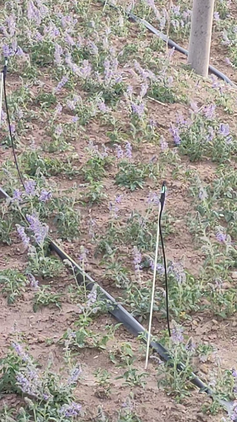 丹参段基地直发种植协议包回收免费技术指导服务