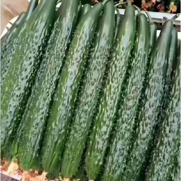黄瓜大量出