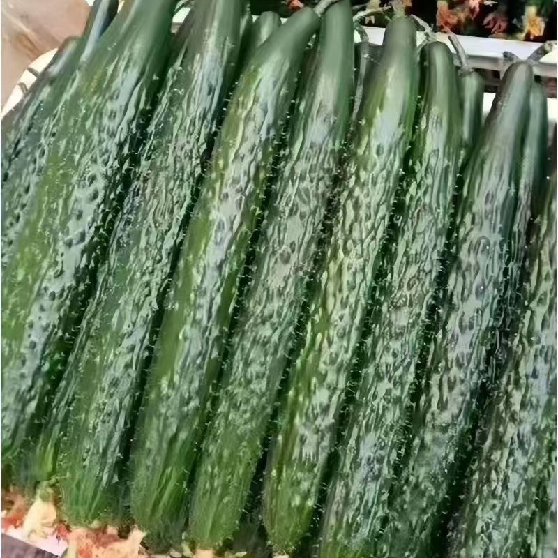 黄瓜大量出