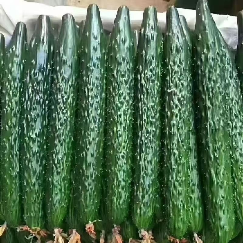 黄瓜大量出