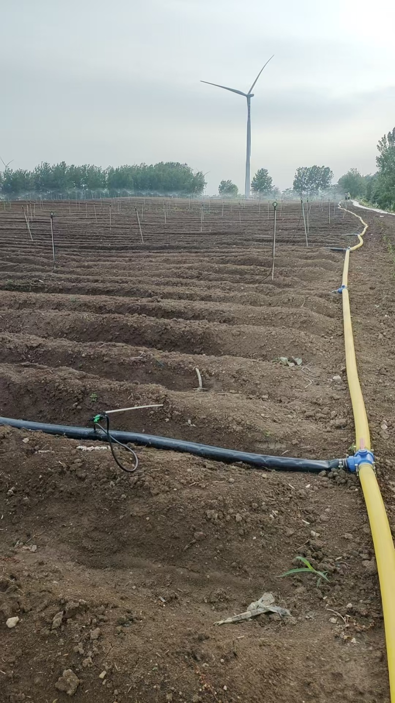 白术基地直发量大从优货源充足价格实惠欢迎来电