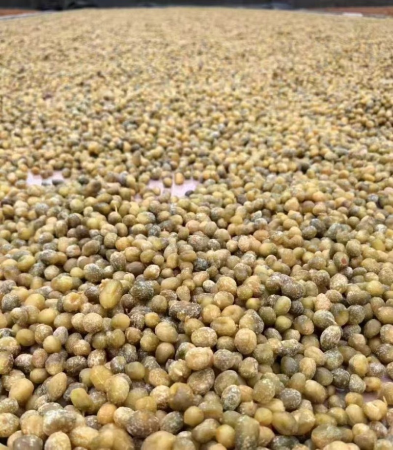 陈皮小春砂地摊电商批发陈皮小春砂爆浆春砂仁蜜饯