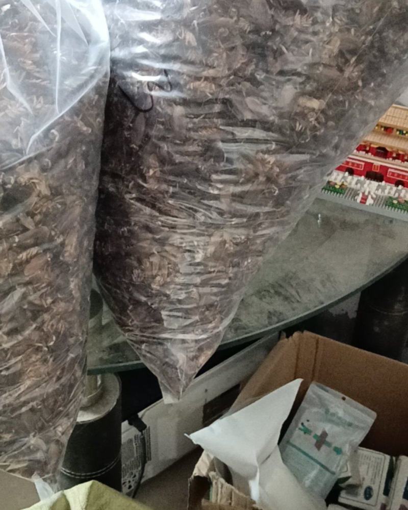 蟑螂干品，卵块