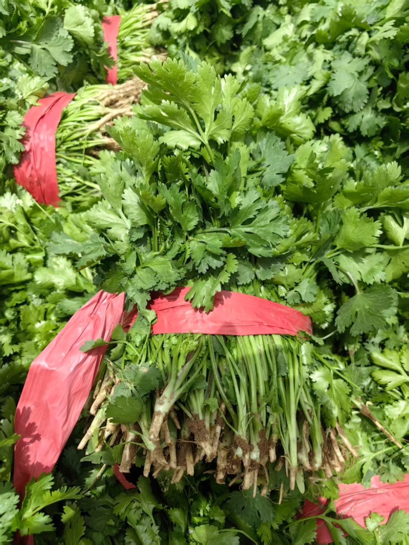 山西闻喜县大叶香菜产地直发，大量供货，欢迎联系长期合作