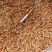 生晒河虾干，都是经过筛选干净无杂质的，品质优良
