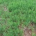 湿地松芽苗：邹家苗圃基地大量供应芽苗质量保证长期稳定
