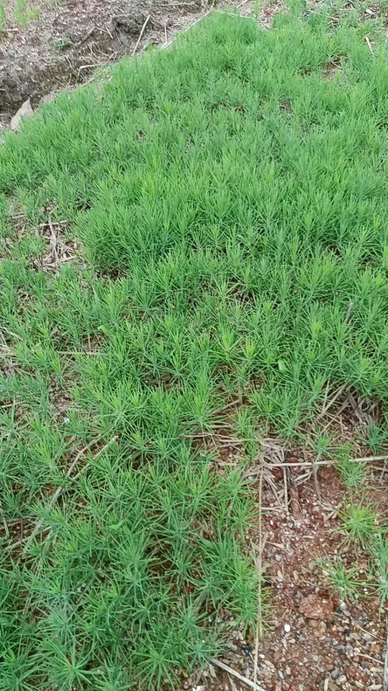湿地松芽苗：邹家苗圃基地大量供应芽苗质量保证长期稳定