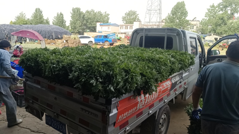 端午节艾草万亩基地直供，规格齐全，品质保证欢迎电联