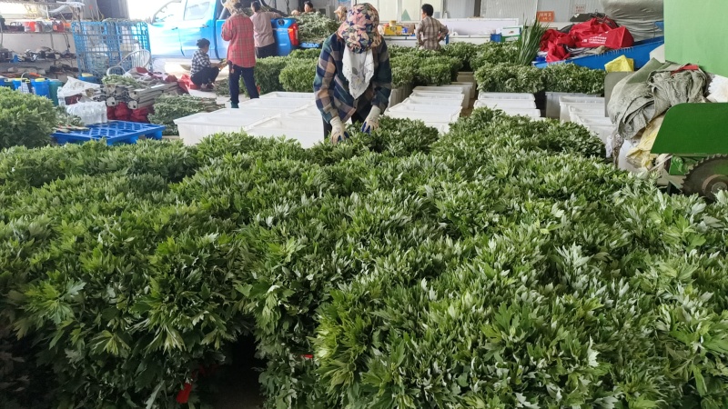 端午节艾草万亩基地直供，规格齐全，品质保证欢迎电联
