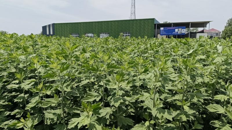 端午节艾草万亩基地直供，规格齐全，品质保证欢迎电联