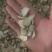 中药材白芍片狗头片小刀口无硫精品白芍片