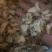 中药材白芍片狗头片小刀口无硫精品白芍片