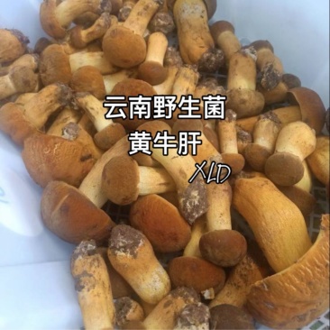 云南野生菌黄牛肝菌一手货源大量批发，对接市场商超
