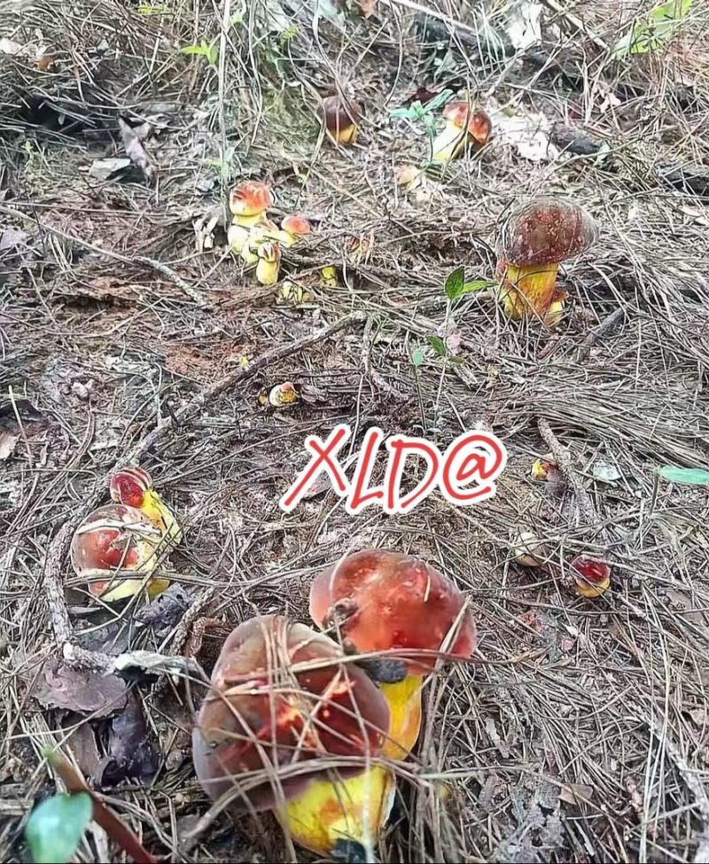 云南野生菌黄牛肝菌一手货源大量批发，对接市场商超
