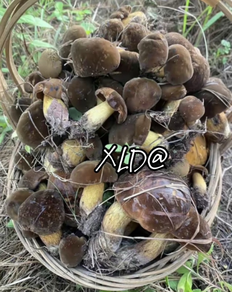 云南野生菌黄牛肝菌一手货源大量批发，对接市场商超
